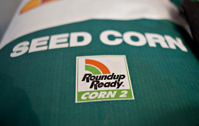Corn Seed - Roundup Ready